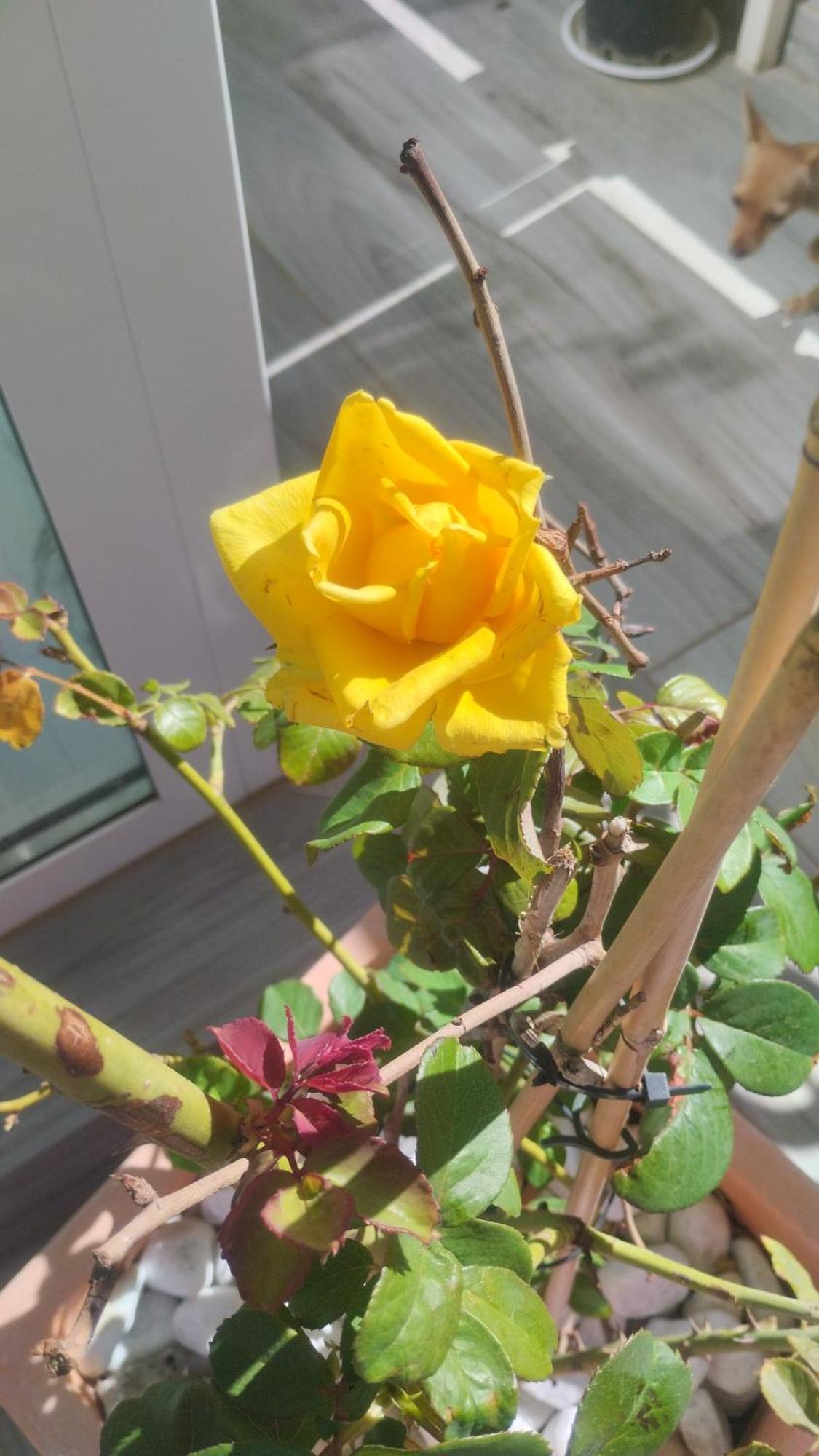 Dimora Forgione B&B - Pietrelcina Bagian luar foto